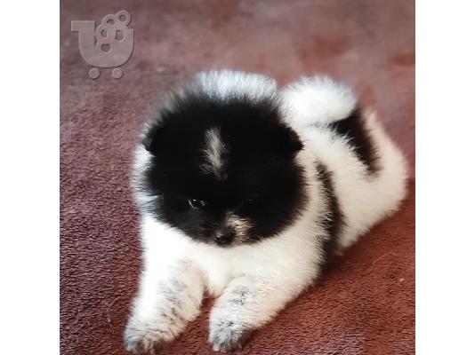 PoulaTo: Pomeranian